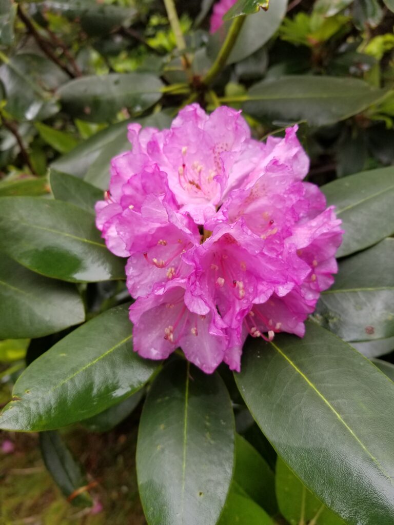 Pink rhododendron bloom