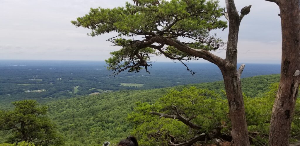 Pine tree at the summit of Hanging Rock