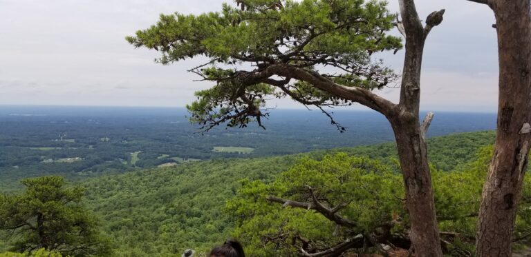 Pine tree at the summit of Hanging Rock