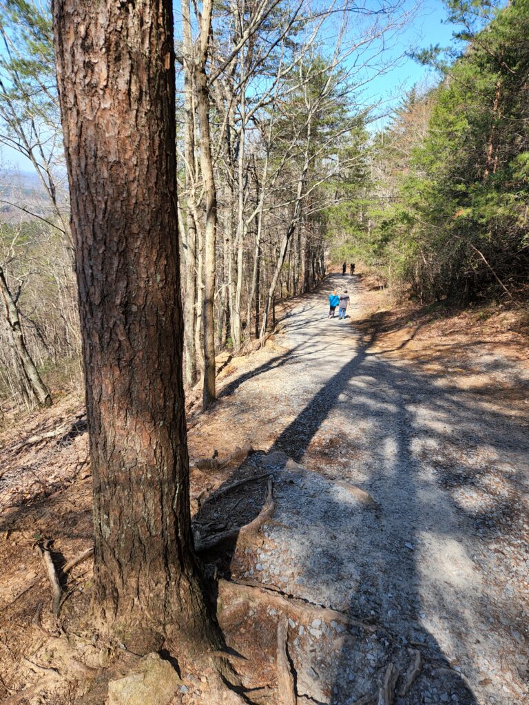 Wide trail through bare winter woods