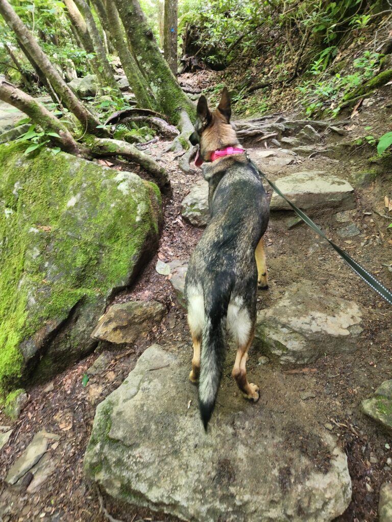 Our dog on the trail
