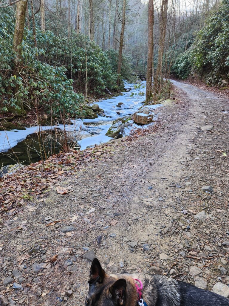 Snowy forest road beside Horse Creek
