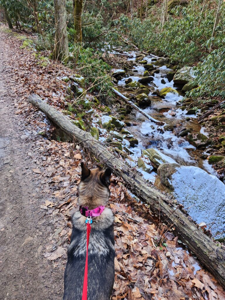 Our dog by the creek