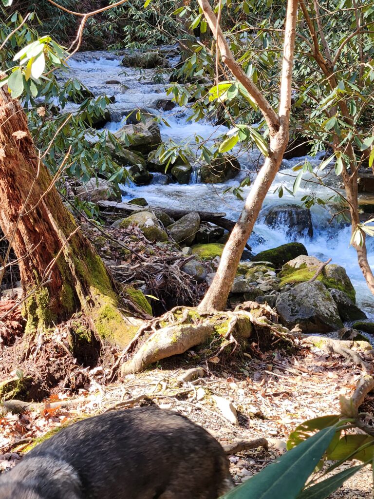 Cascades on a mossy creek in Sampson Mountain Wilderness