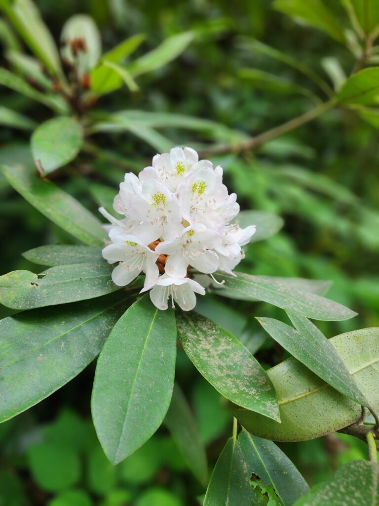 Rhododendron bloom