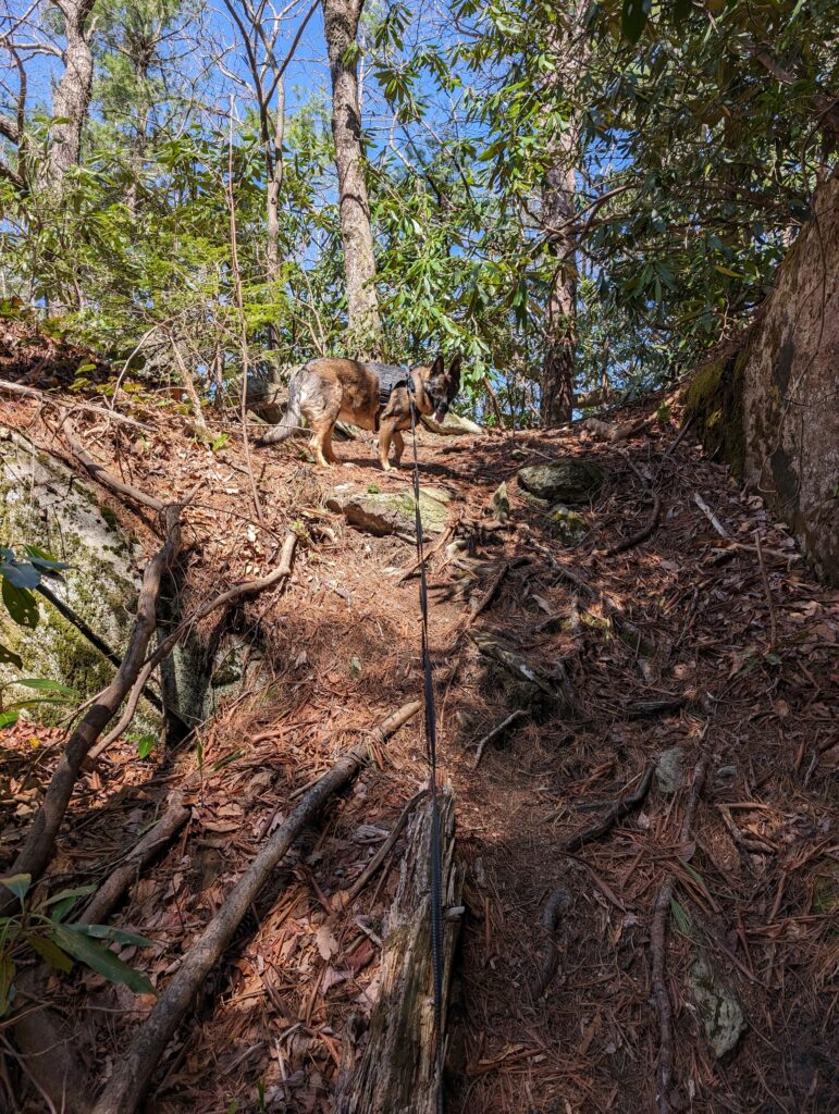 Our dog on the trail