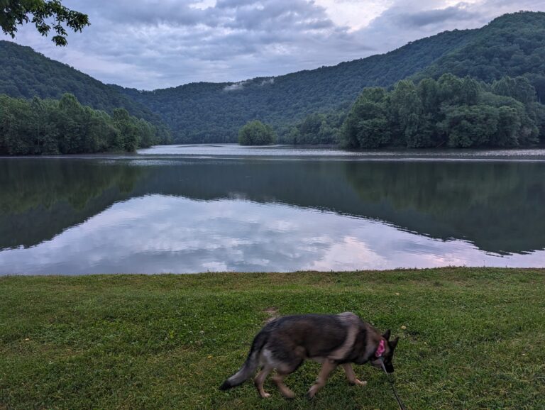 Our dog by a misty lake at sunrise