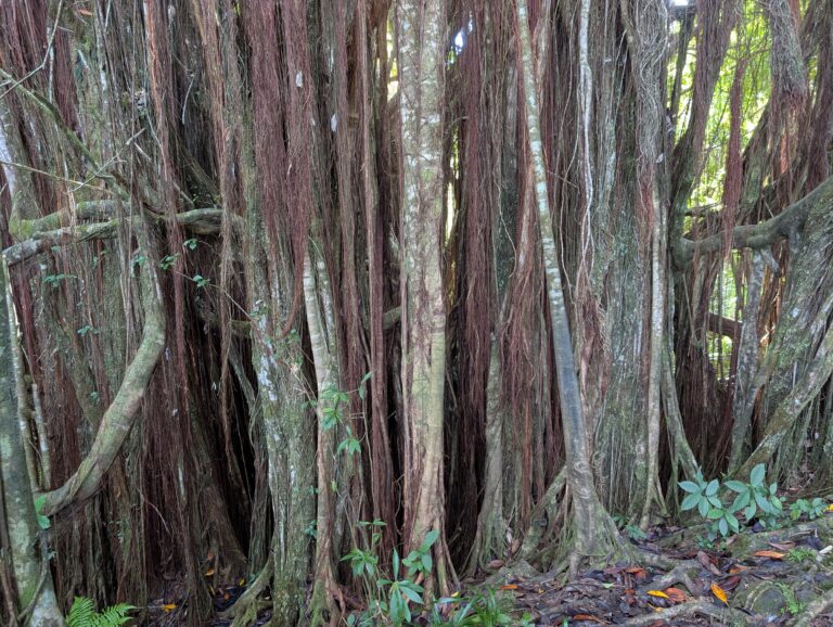 Banyan trees on the Akaka Falls loop