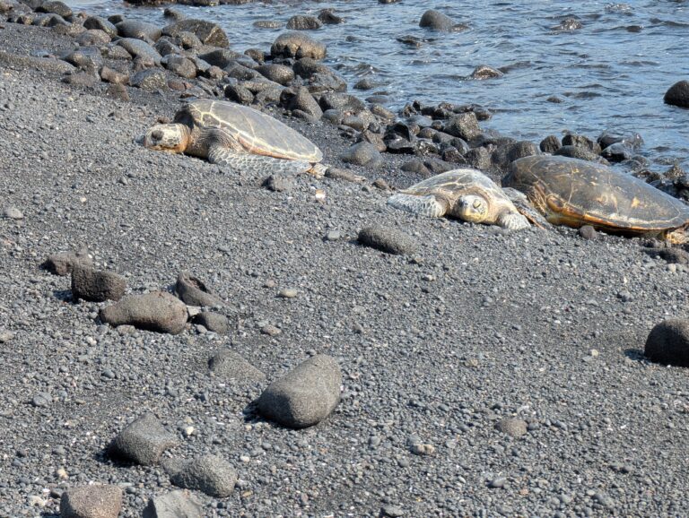 Green sea turtles resting at Punalu'u