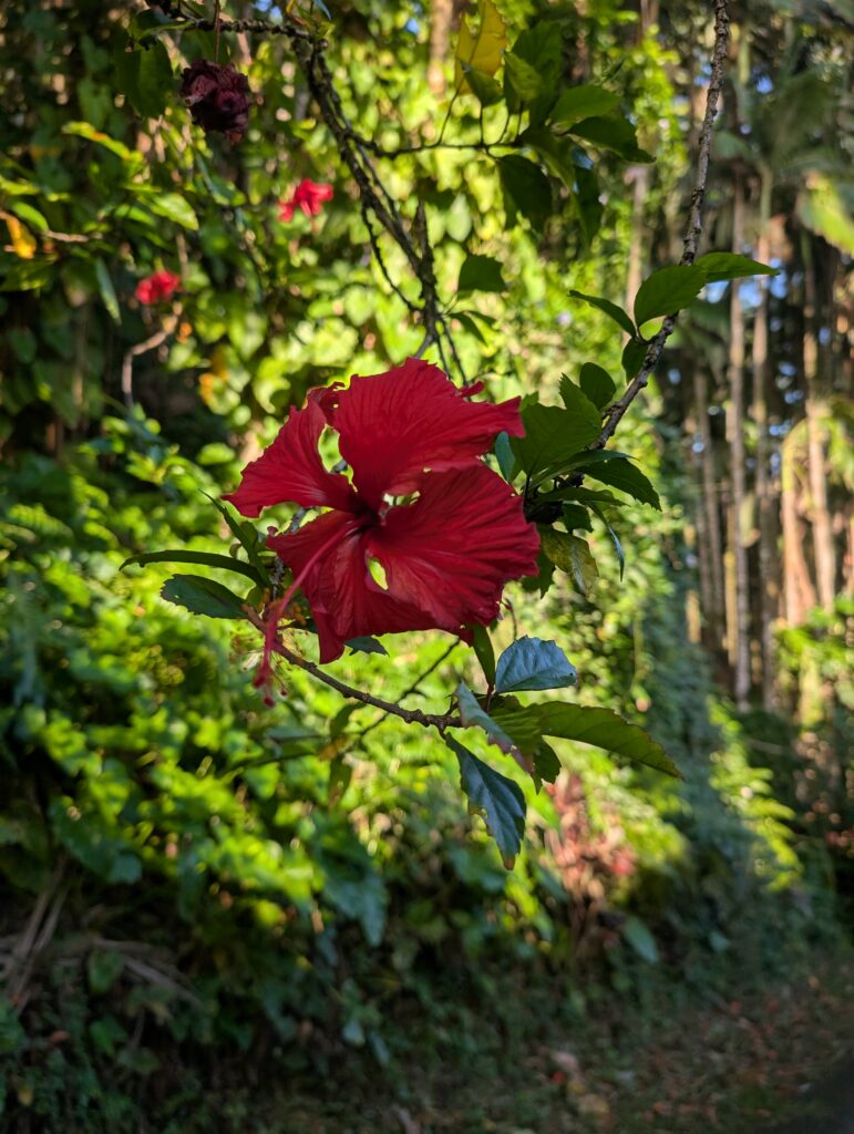 Red hibiscus