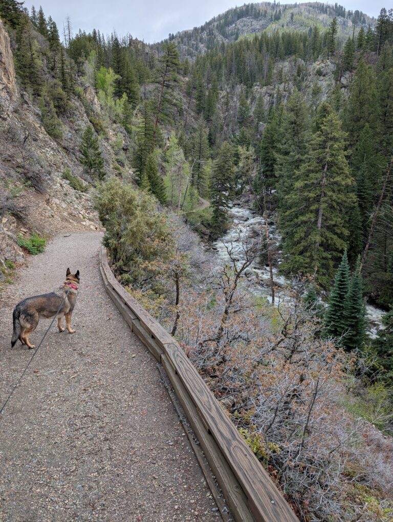 Our dog on the Fish Creek Falls trail