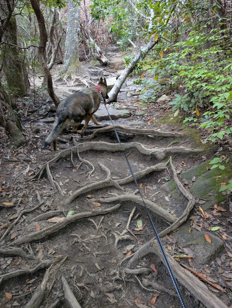 Rooty section of the trail