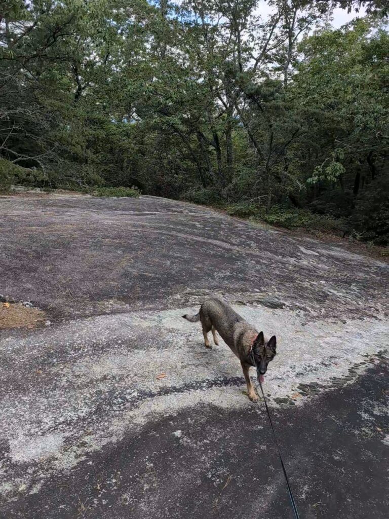 Our dog on the granite at Looking Glass Rock